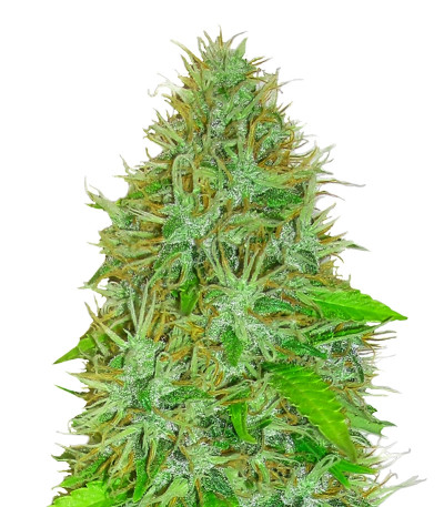 2 Fast 2 Vast auto fem (Heavyweight Seeds) 2 Fast 2 Vast auto fem (Heavyweight Seeds)
