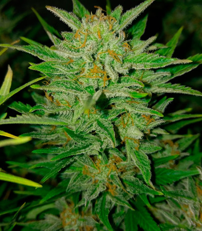 2 Fast 2 Vast auto fem (Heavyweight Seeds) 2 Fast 2 Vast auto fem (Heavyweight Seeds) — изображение 5