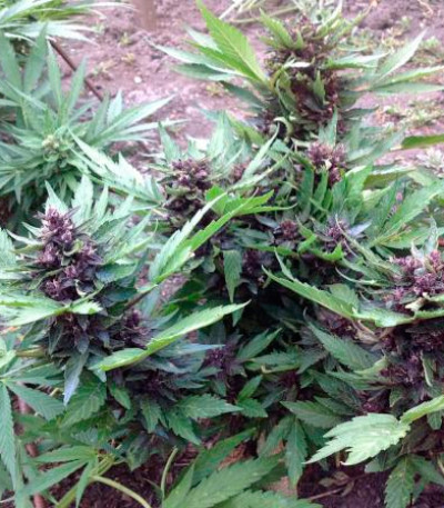 Семена сорта Auto Dark Purple fem (Delicious Seeds) Семена сорта Auto Dark Purple fem (Delicious Seeds) — изображение 5