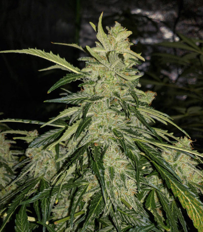 Auto American Pie fem (Pyramid Seeds) Auto American Pie fem (Pyramid Seeds) — изображение 4