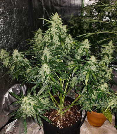 Auto American Pie fem (Pyramid Seeds) Auto American Pie fem (Pyramid Seeds) — изображение 5