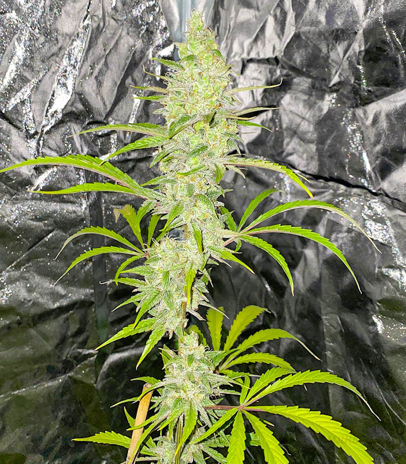 Семена сорта Auto Gelato #33 fem (Advanced Seeds) Семена сорта Auto Gelato #33 fem (Advanced Seeds) — изображение 2