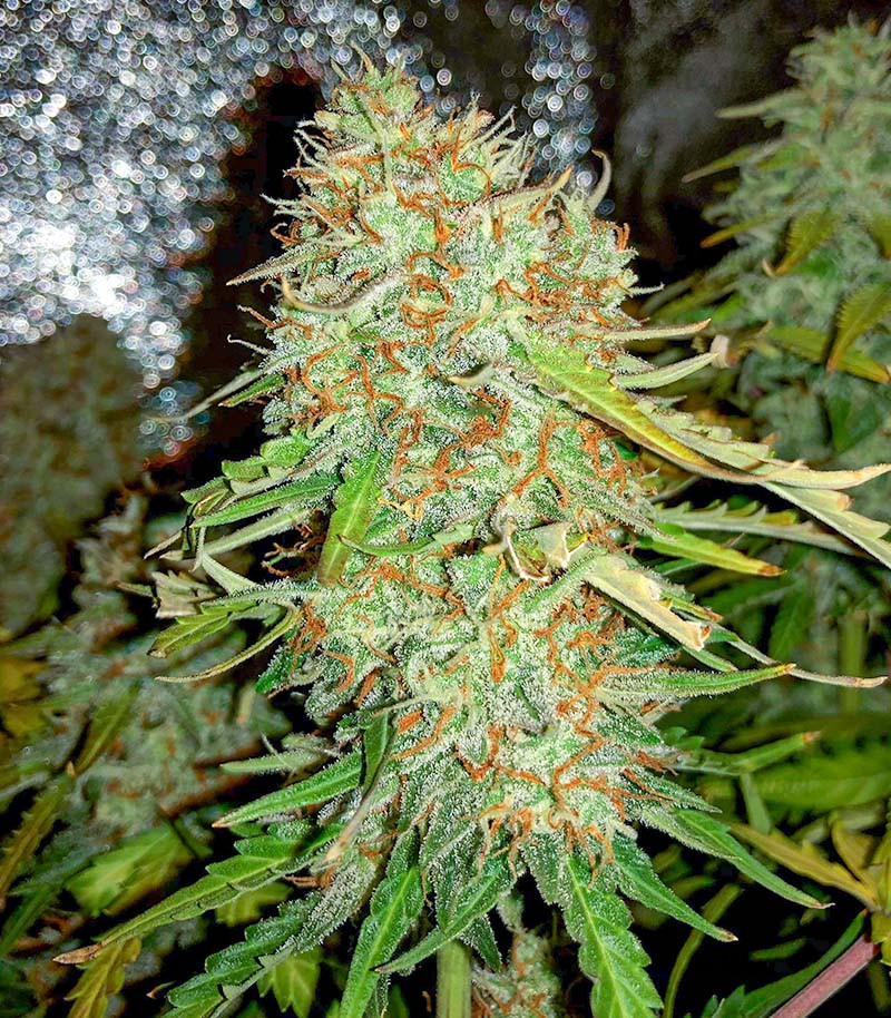 Семена сорта Auto Gorilla Blue fem (Advanced Seeds) Семена сорта Auto Gorilla Blue fem (Advanced Seeds) — изображение 3