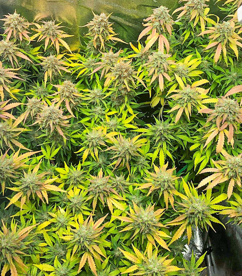 Семена сорта Auto Gorilla Blue fem (Advanced Seeds) Семена сорта Auto Gorilla Blue fem (Advanced Seeds) — изображение 2