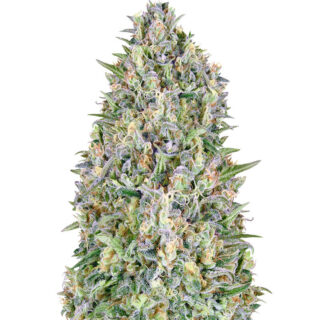Семена сорта Auto Pineapple Glue fem (Advanced Seeds) Семена сорта Auto Pineapple Glue fem (Advanced Seeds)