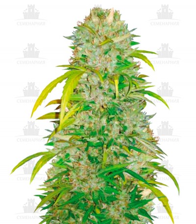 Auto Big Angel fem (Victory Seeds) Auto Big Angel fem (Victory Seeds)