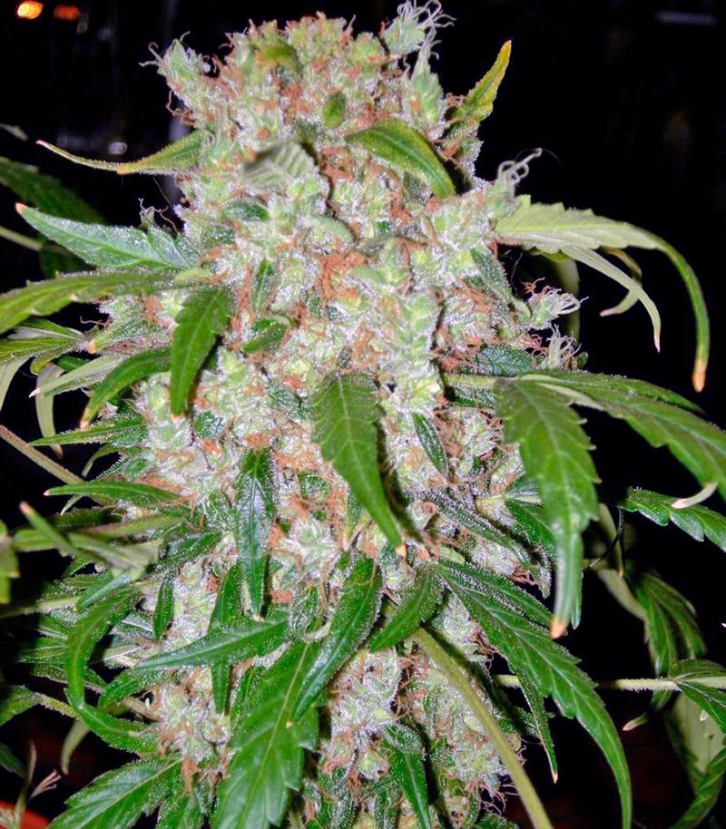 Auto Wembley fem (Pyramid Seeds) Auto Wembley fem (Pyramid Seeds) — изображение 2