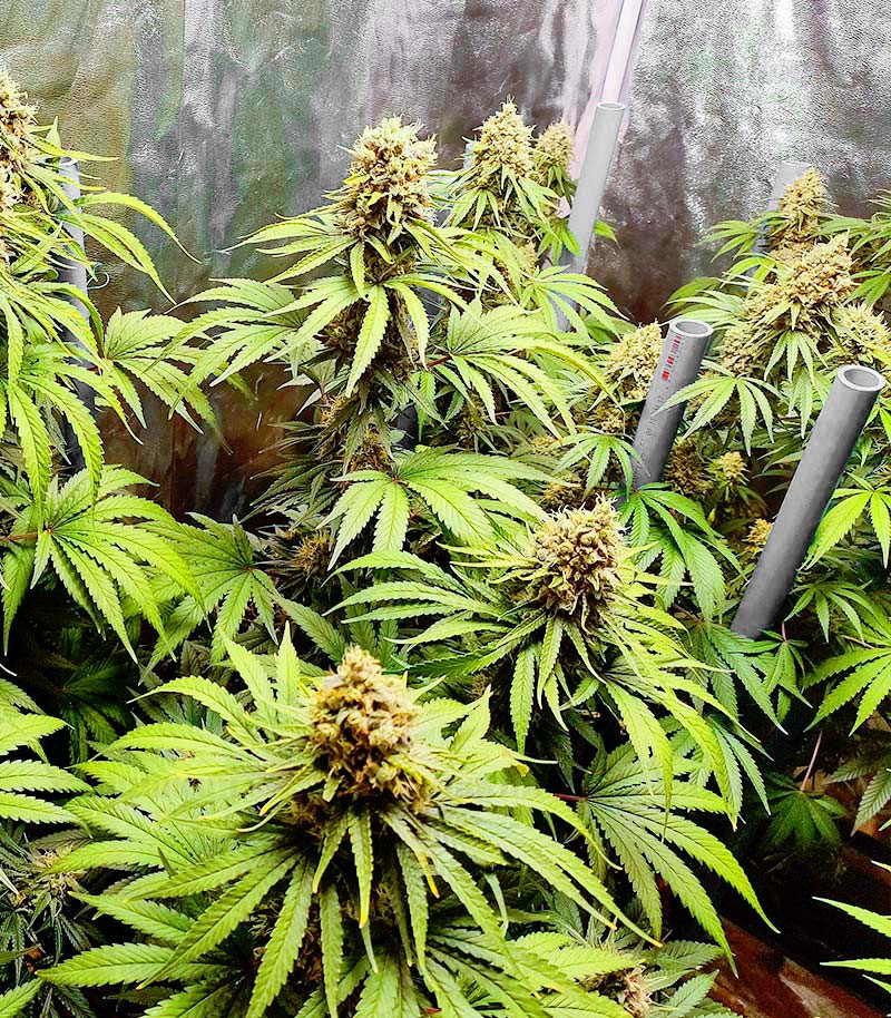 Bruce Banner #3 fem (Blimburn Seeds) семена конопли Bruce Banner #3 fem (Blimburn Seeds) семена конопли — изображение 3
