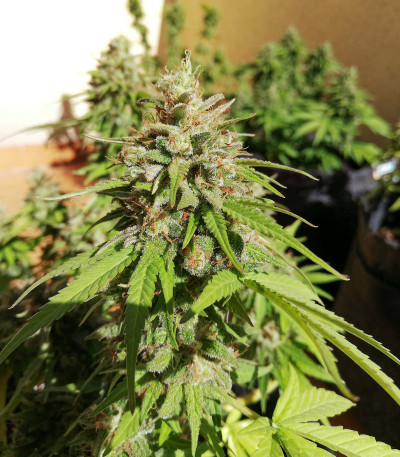 Семена сорта Black Cherry Punch fem (Pyramid Seeds) Семена сорта Black Cherry Punch fem (Pyramid Seeds) — изображение 3