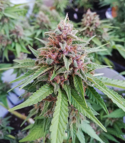 Семена сорта Black Cherry Punch fem (Pyramid Seeds) Семена сорта Black Cherry Punch fem (Pyramid Seeds) — изображение 5
