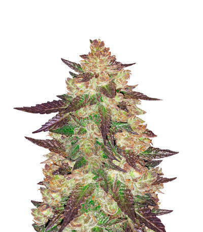 Семена сорта Black Cherry Punch fem (Pyramid Seeds) Семена сорта Black Cherry Punch fem (Pyramid Seeds)
