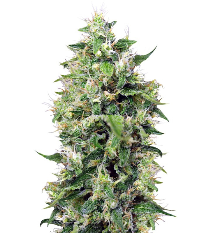 Семена сорта Sweet Amnesia Haze XL Auto (Blow Mind Auto) fem (Sweet Seeds) Семена сорта Sweet Amnesia Haze XL Auto (Blow Mind Auto) fem (Sweet Seeds)