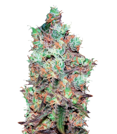 Cotton Candy Kush fem (Delicious Seeds) Cotton Candy Kush fem (Delicious Seeds)