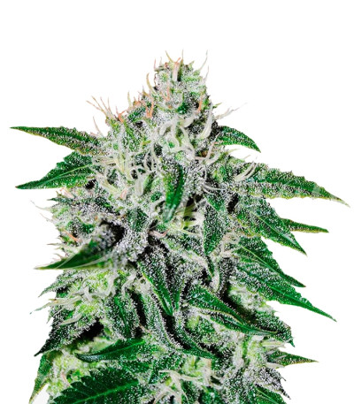 Critical Jack Herer fem (Delicious Seeds) Critical Jack Herer fem (Delicious Seeds)