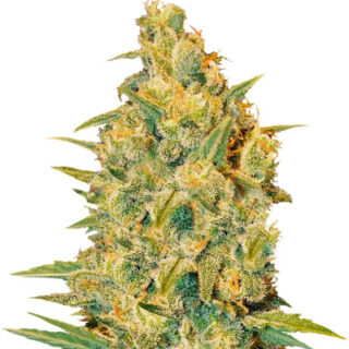 Семена сорта Critical Sensi Star fem (Delicious Seeds) Семена сорта Critical Sensi Star fem (Delicious Seeds)