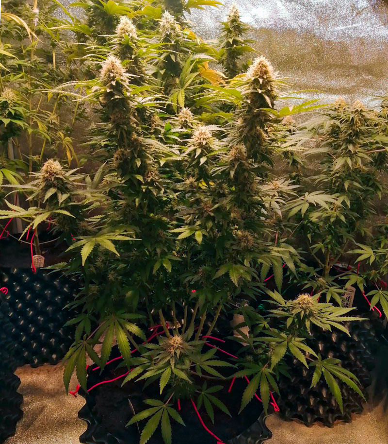 Семена сорта Cafe Racer fem (Blimburn Seeds) Семена сорта Cafe Racer fem (Blimburn Seeds) — изображение 4