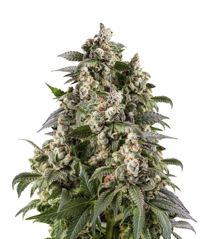Семена сорта Cafe Racer fem (Blimburn Seeds) Семена сорта Cafe Racer fem (Blimburn Seeds)