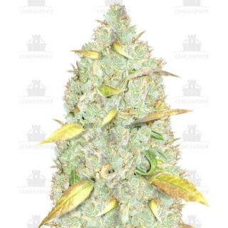 Сорт Chronic Ryder Auto fem (Doctor’s Choiсe) Сорт Chronic Ryder Auto fem (Doctor’s Choiсe)