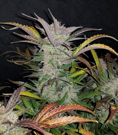 Cream Cookies Auto fem (FastBuds) Cream Cookies Auto fem (FastBuds) — изображение 4