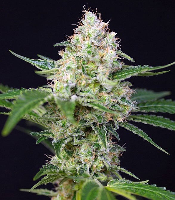 Сорт Crystal Candy fem (Sweet Seeds) Сорт Crystal Candy fem (Sweet Seeds) — изображение 3