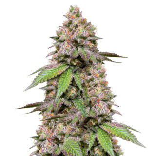 DDoS #33 fem (Herbies Seeds) DDoS #33 fem (Herbies Seeds)