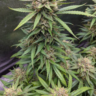 Descojack fem (Delicious Seeds) Descojack fem (Delicious Seeds)
