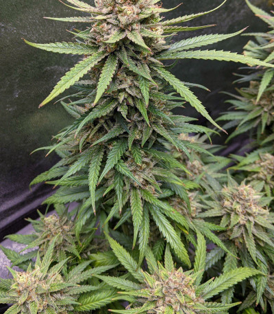 Descojack fem (Delicious Seeds) Descojack fem (Delicious Seeds)