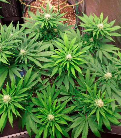 Eleven Roses fem (Delicious Seeds) семена конопли Eleven Roses fem (Delicious Seeds) семена конопли — изображение 4