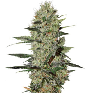 Семена сорта Exodus Cheese Auto fem (GHS) Семена сорта Exodus Cheese Auto fem (GHS)