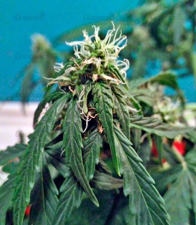 Fruit Punch Auto fem (Heavyweight Seeds) Fruit Punch Auto fem (Heavyweight Seeds) — изображение 3