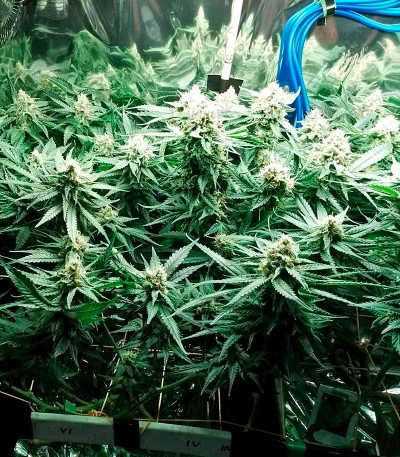 Fruit Punch Auto fem (Heavyweight Seeds) Fruit Punch Auto fem (Heavyweight Seeds) — изображение 4
