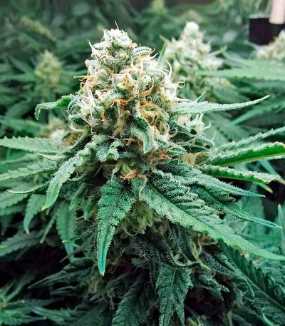 Fruit Punch fem (Heavyweight Seeds) Fruit Punch fem (Heavyweight Seeds) — изображение 3