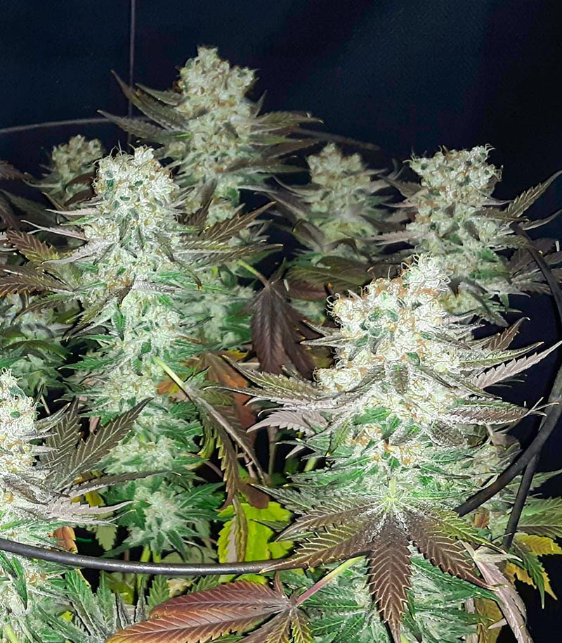 Gelato fem (Blimburn Seeds) семена конопли Gelato fem (Blimburn Seeds) семена конопли — изображение 6