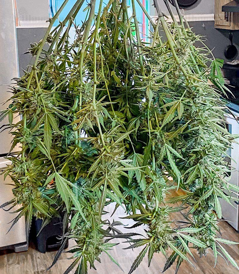 Gorilla Glue #4 fem (Blimburn Seeds) семена конопли Gorilla Glue #4 fem (Blimburn Seeds) семена конопли — изображение 3