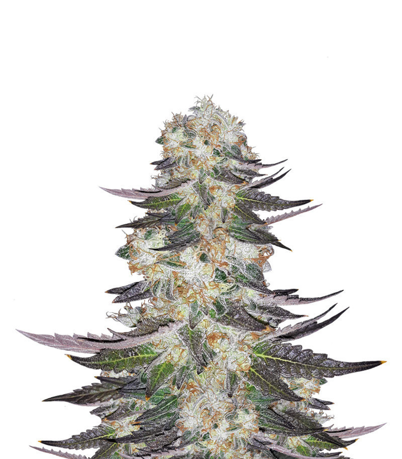 Gelato fem (Blimburn Seeds) семена конопли Gelato fem (Blimburn Seeds) семена конопли