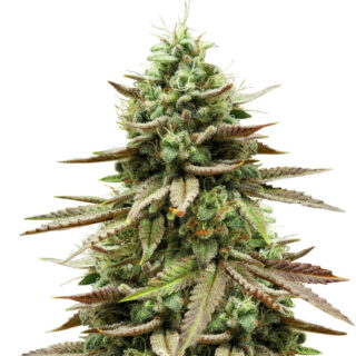 Семена сорта Gelato #33 fem (Advanced Seeds) Семена сорта Gelato #33 fem (Advanced Seeds)