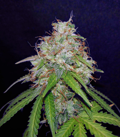 Семена сорта Girl Scout Cookies Auto fem (Original Sensible Seeds) Семена сорта Girl Scout Cookies Auto fem (Original Sensible Seeds) — изображение 3