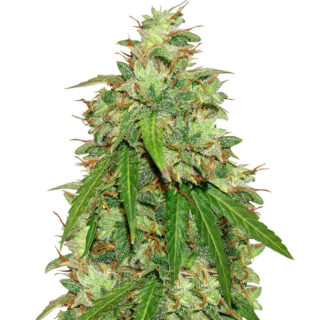 Семена сорта Girl Scout Cookies Auto fem (Original Sensible Seeds) Семена сорта Girl Scout Cookies Auto fem (Original Sensible Seeds)