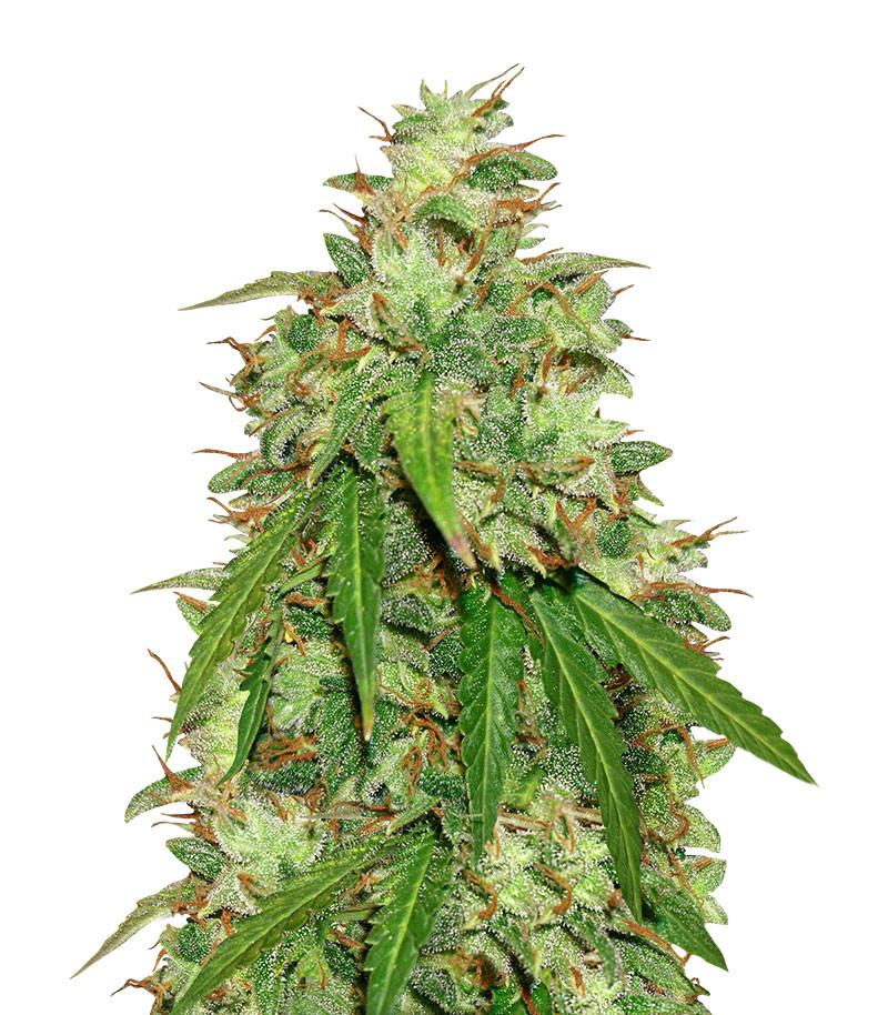 Семена сорта Girl Scout Cookies Auto fem (Original Sensible Seeds) Семена сорта Girl Scout Cookies Auto fem (Original Sensible Seeds)
