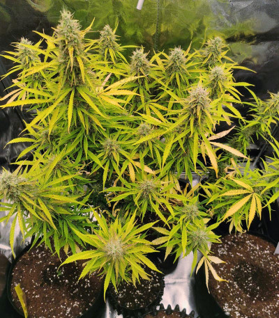 Семена сорта Girl Scout Cookies Auto fem (Nirvana Seeds) Семена сорта Girl Scout Cookies Auto fem (Nirvana Seeds) — изображение 2