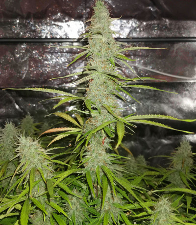 Семена сорта Girl Scout Cookies Auto fem (Nirvana Seeds) Семена сорта Girl Scout Cookies Auto fem (Nirvana Seeds) — изображение 3