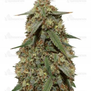 Girl Scout Cookies auto (FastBuds) семена конопли Girl Scout Cookies auto (FastBuds) семена конопли