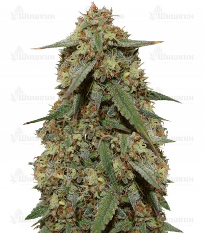 Girl Scout Cookies auto (FastBuds) семена конопли Girl Scout Cookies auto (FastBuds) семена конопли