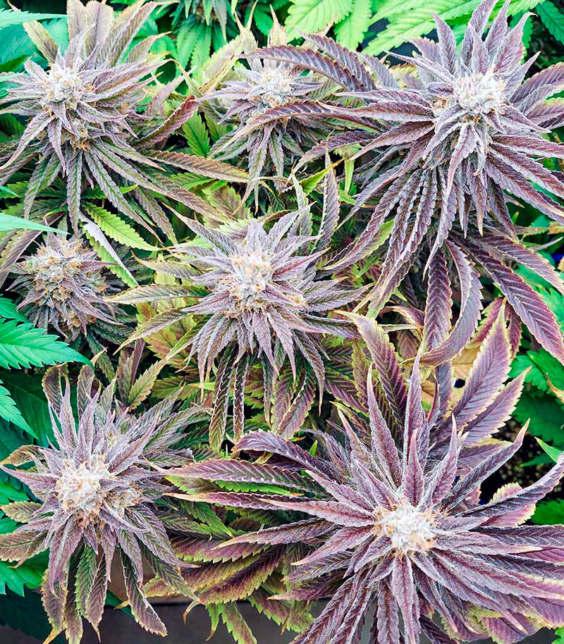 Семена сорта Gorilla Blue fem (Advanced Seeds) Семена сорта Gorilla Blue fem (Advanced Seeds) — изображение 3