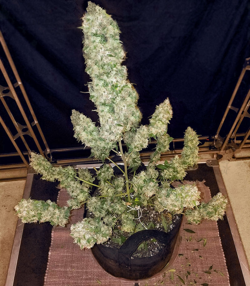 Семена сорта Gorilla Glue #4 fem (Cali Buds Seeds) Семена сорта Gorilla Glue #4 fem (Cali Buds Seeds) — изображение 3