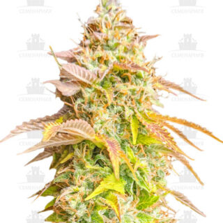 Gorilla Glue Auto fem (Barney's Farm) Gorilla Glue Auto fem (Barney's Farm)