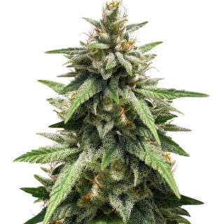 Gorilla Glue #4 fem (Blimburn Seeds) семена конопли Gorilla Glue #4 fem (Blimburn Seeds) семена конопли