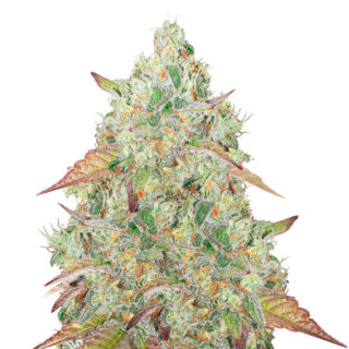 Grandmommy Purple fem (Herbies Seeds) Grandmommy Purple fem (Herbies Seeds)