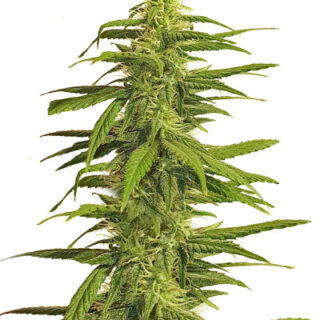 Сорт K-2 fem (Nirvana Seeds) Сорт K-2 fem (Nirvana Seeds)