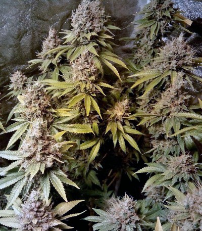 LSD fem (Barney's Farm) LSD fem (Barney's Farm) — изображение 3